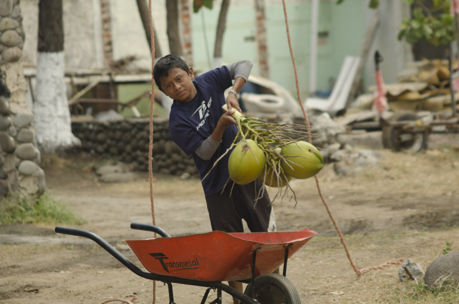 Jose Domingo helps his father with the coconut harvesting