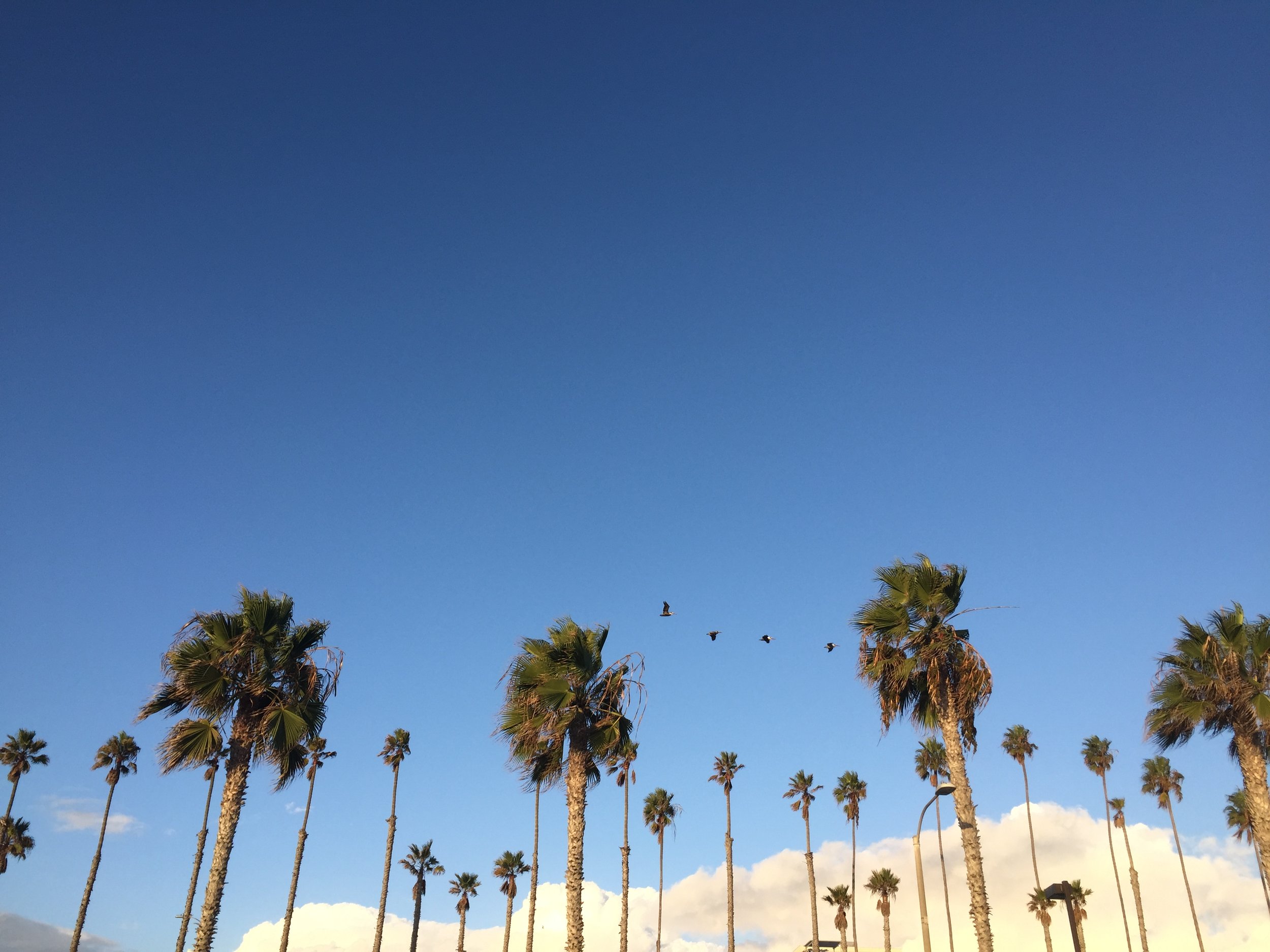 Classic California view