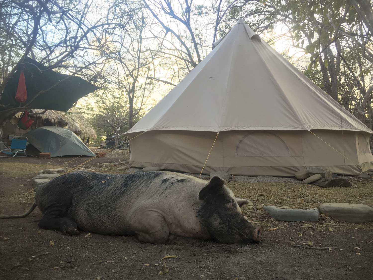 Rent a tent for $5 at Luna Camping