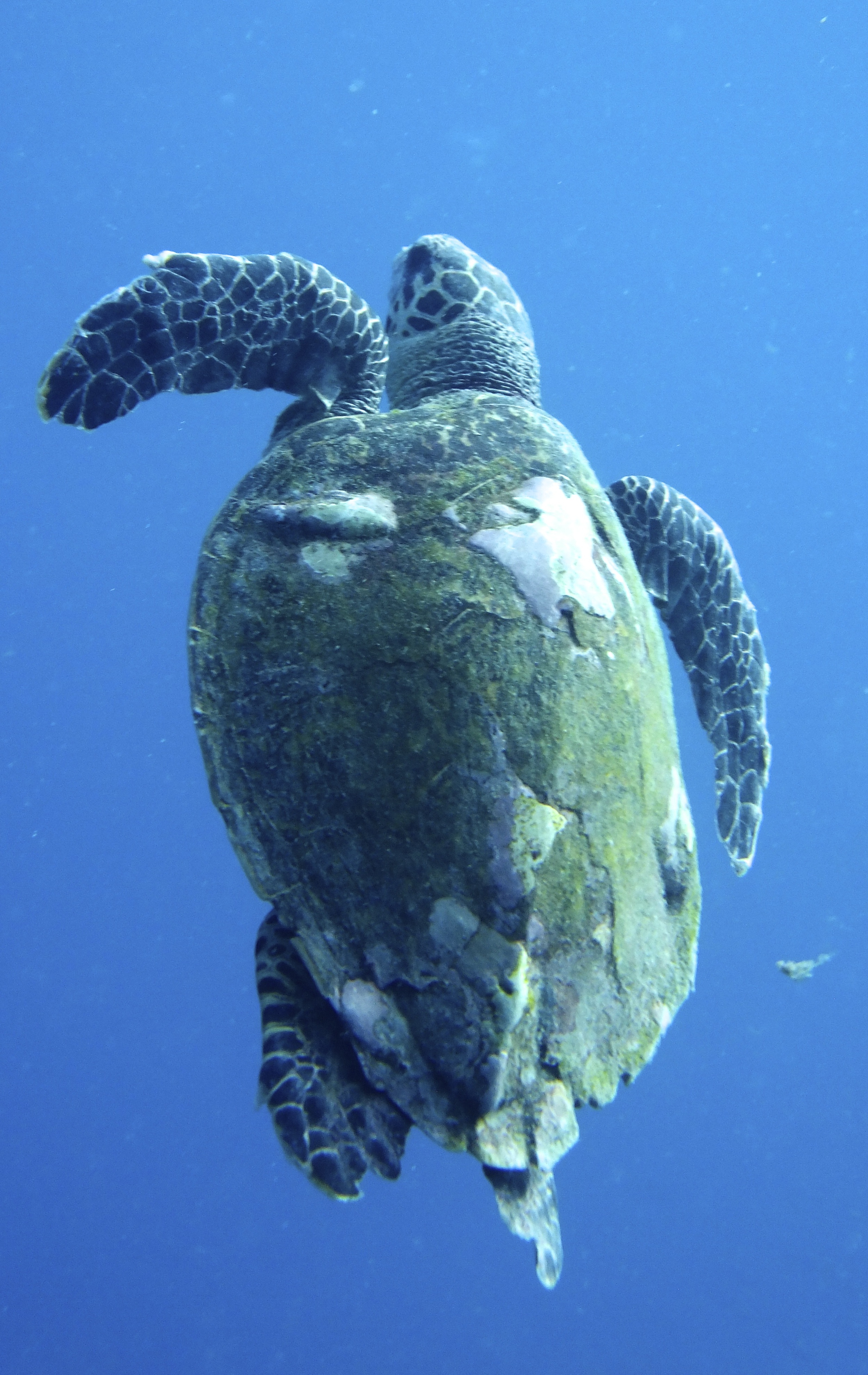 Turtle in The Maldives