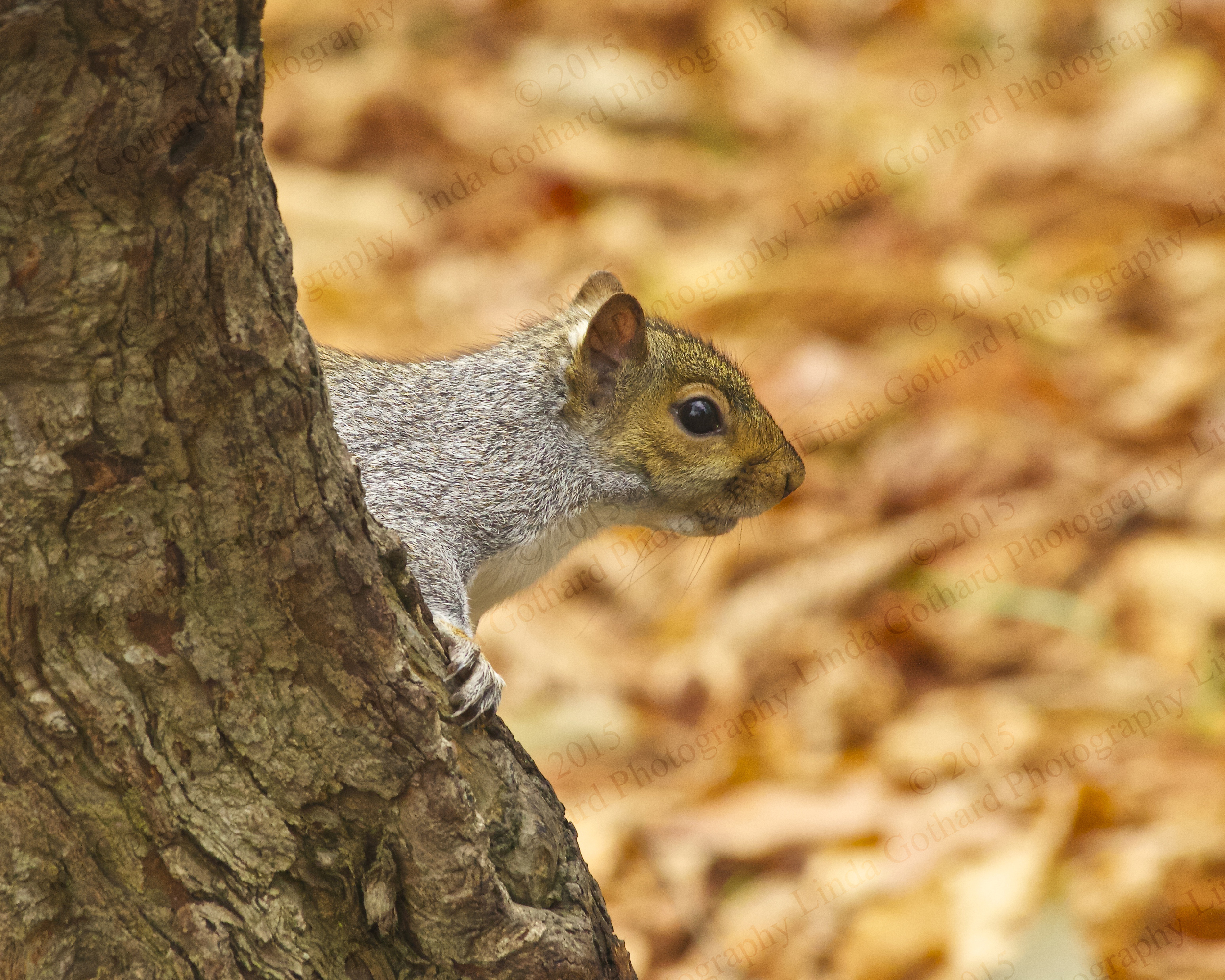 IMG_8086 Have you seen my nuts? Battle of the Sexes Nov 14 - Version 4.jpg