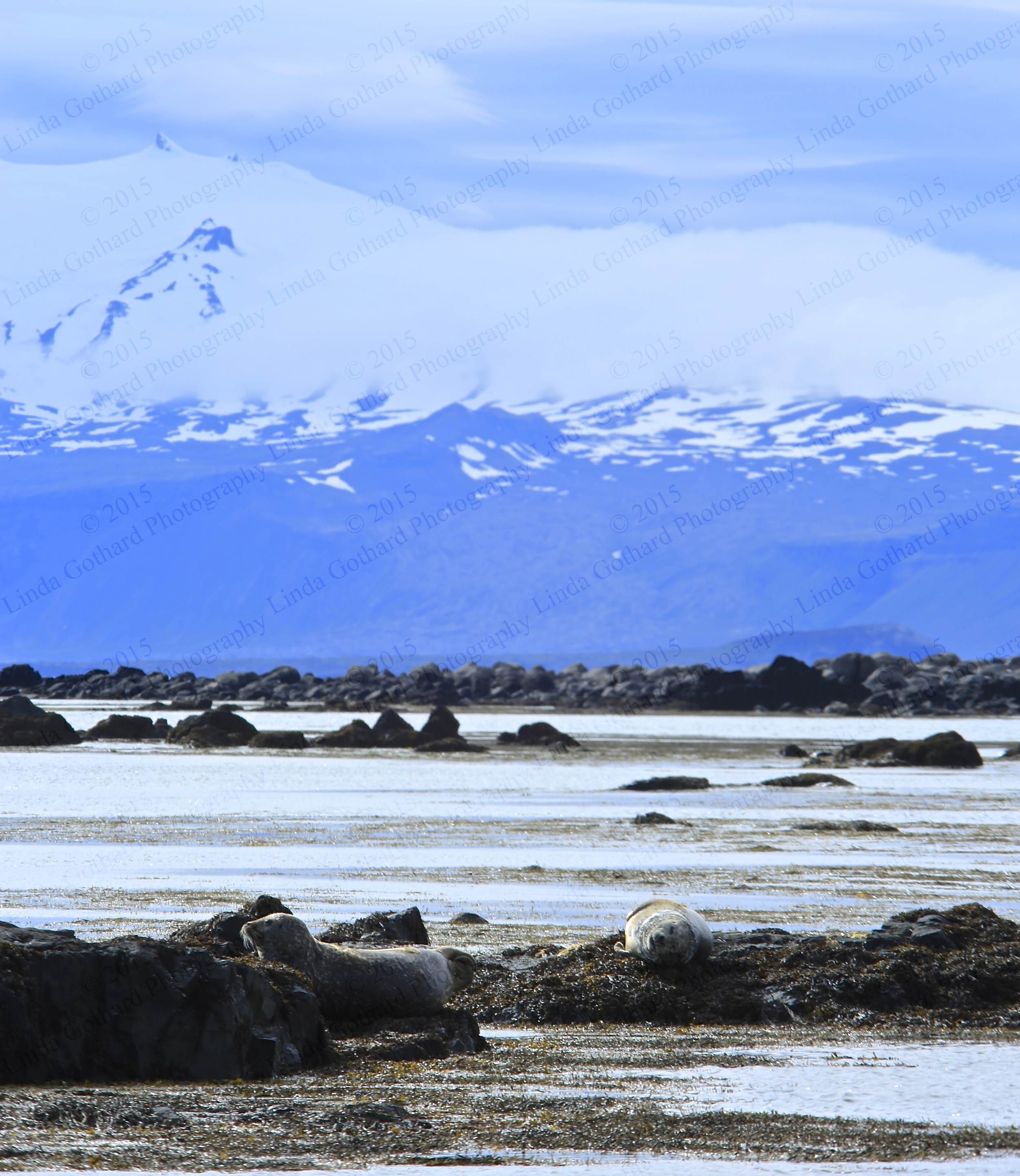 Seals at Snaefellness, Iceland