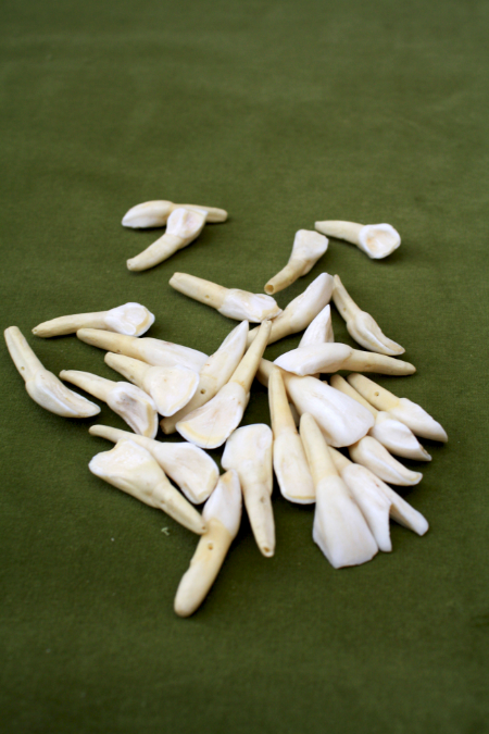 teeth and on plush green 