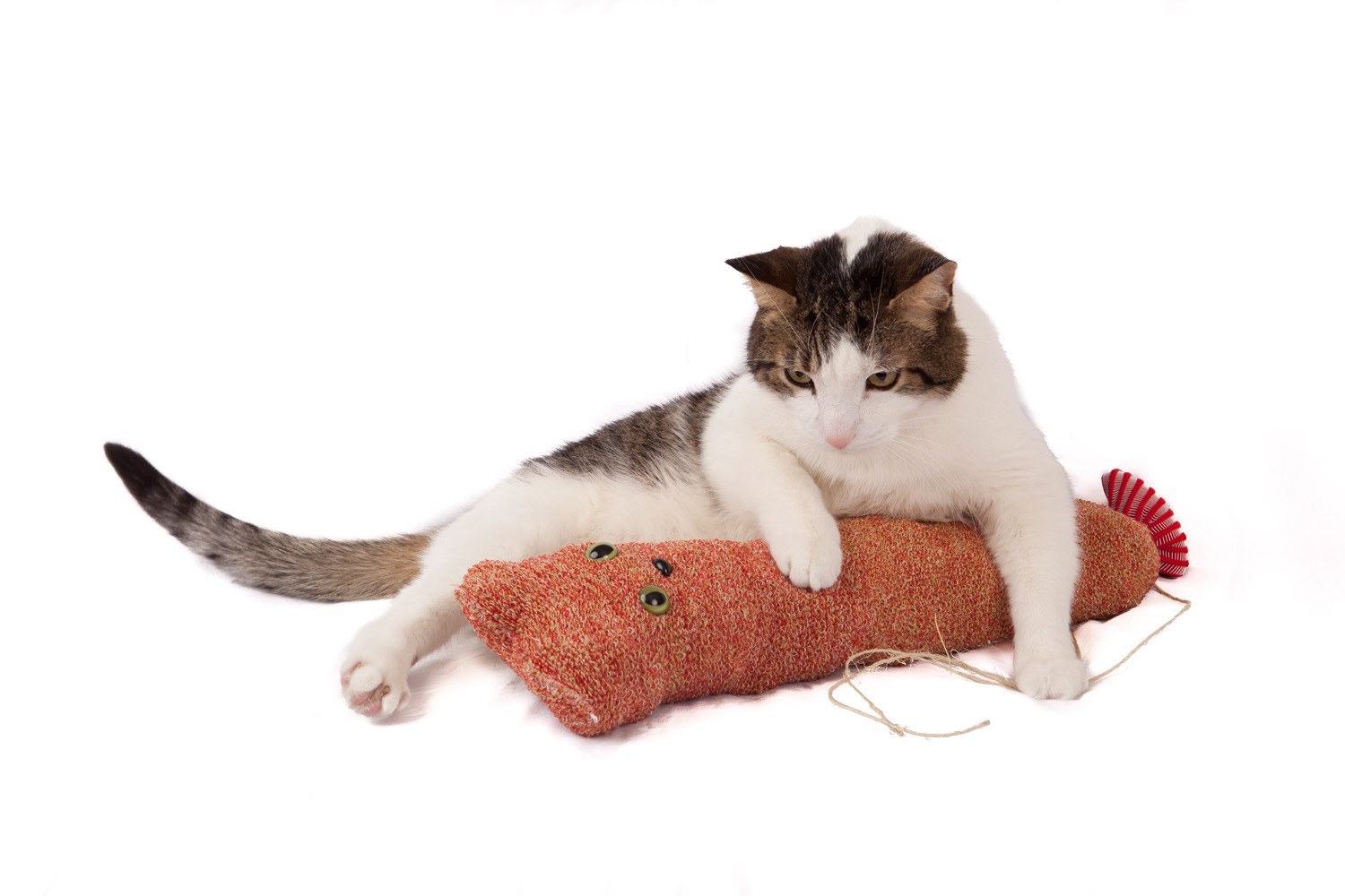 GoCatToy_KC_0022-copy.jpg