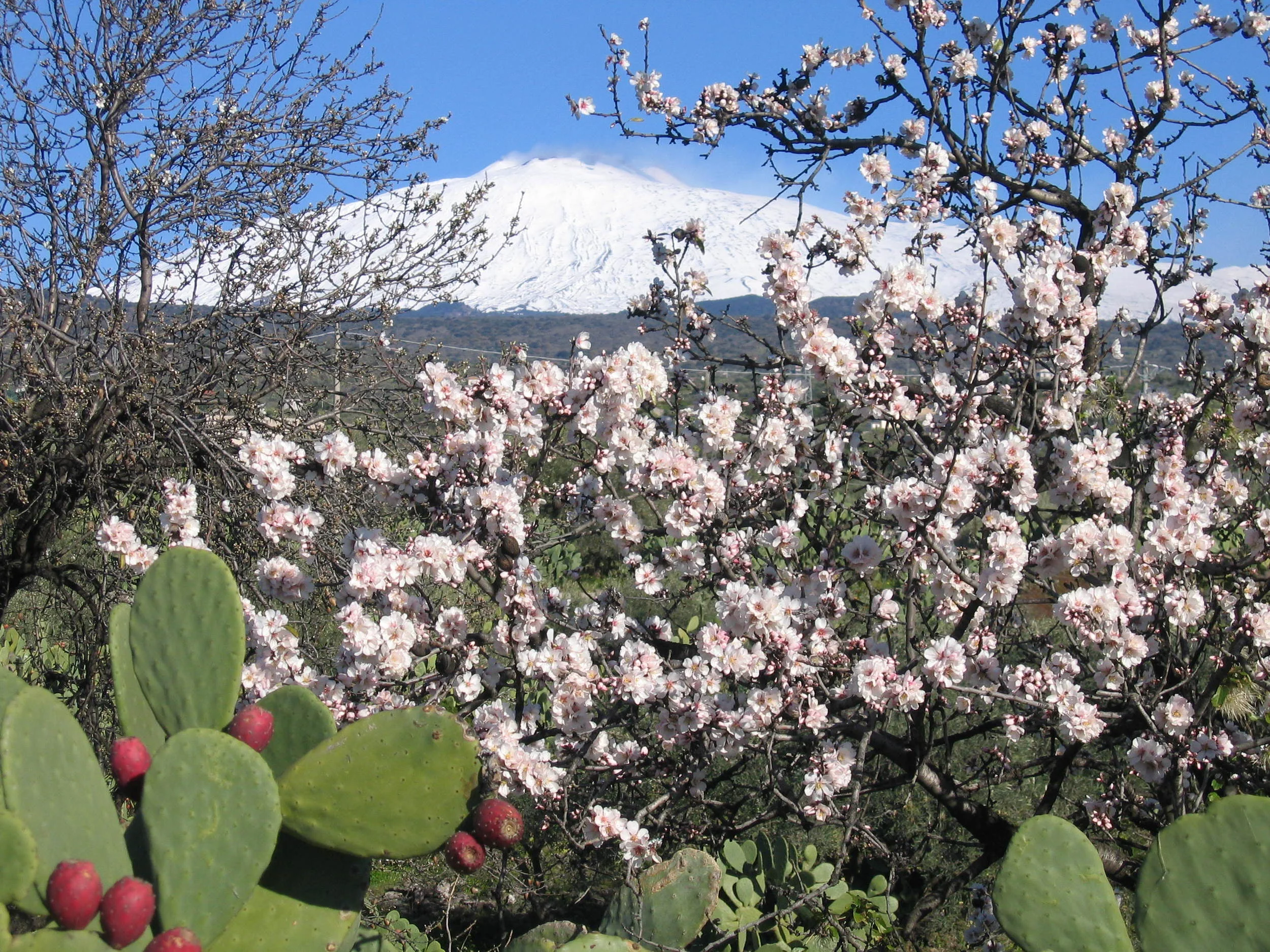 Snowy Volcano & Flowers.JPG