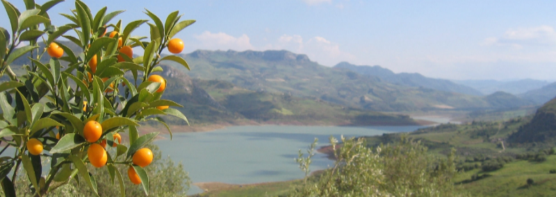 lake with citrus.JPG