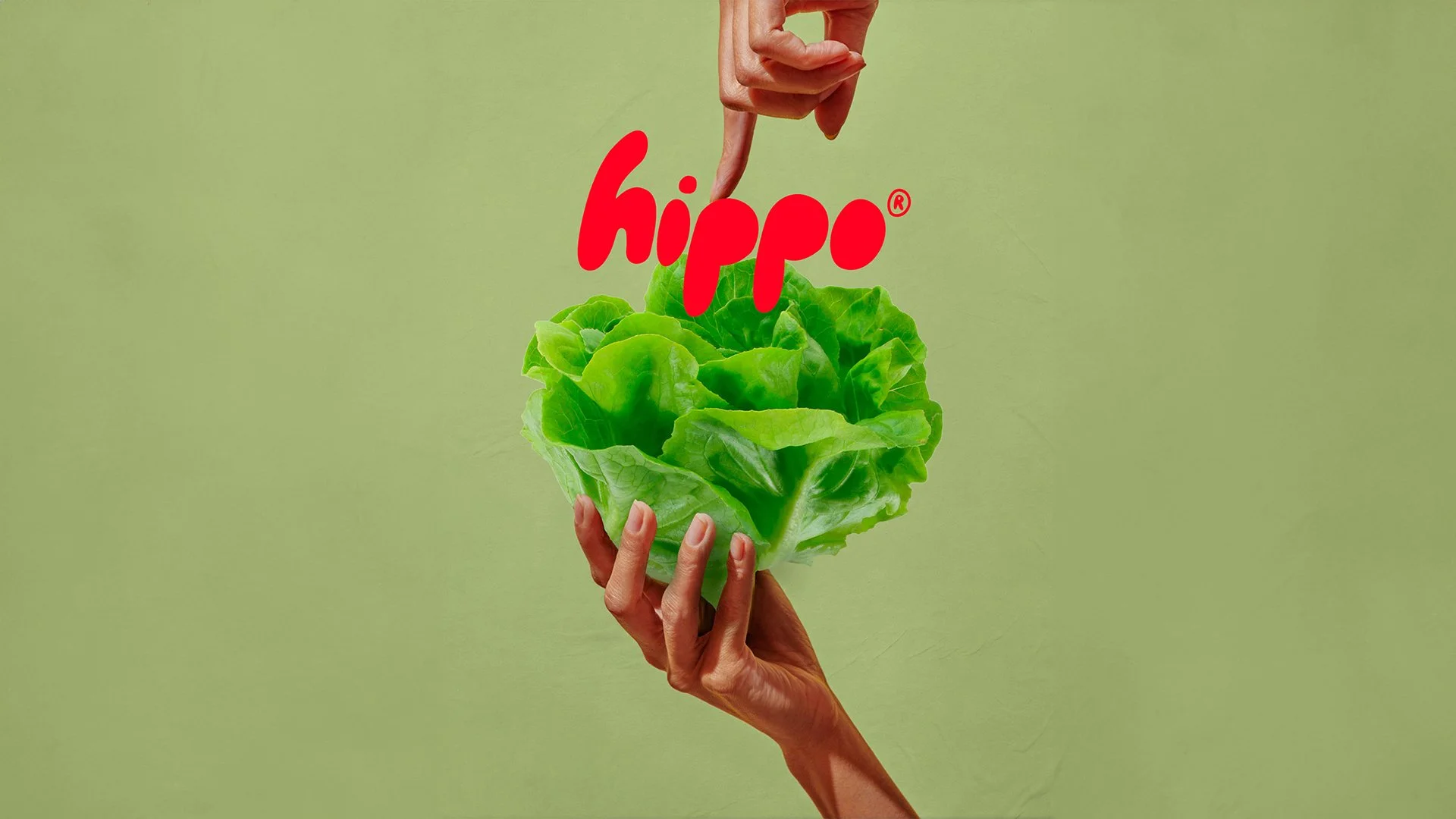 hippo.jpg