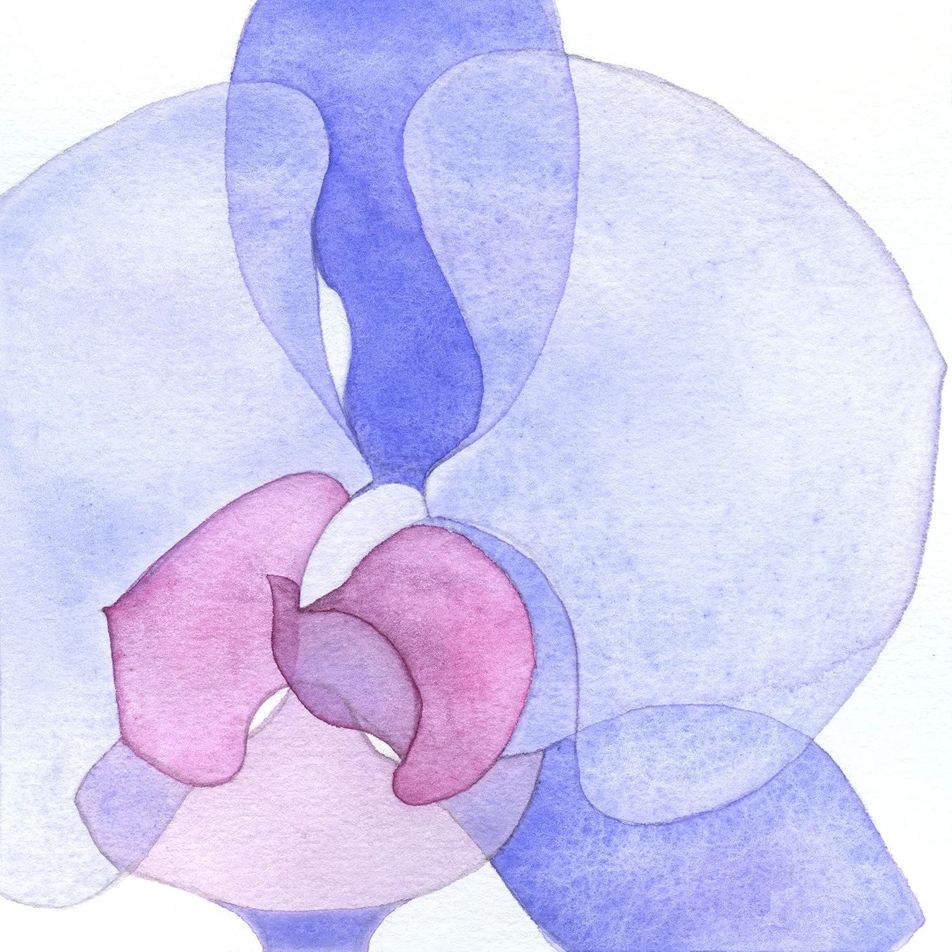 Blue Orchid 2 (Divine Allure)