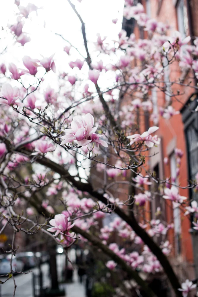new-york-spring-cherry-blossoms.jpg