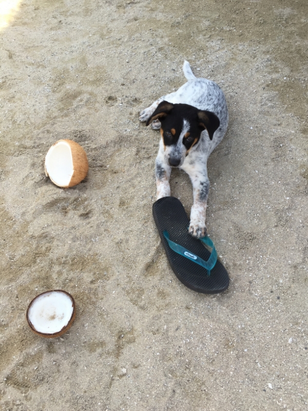 We chew coconuts and shoes