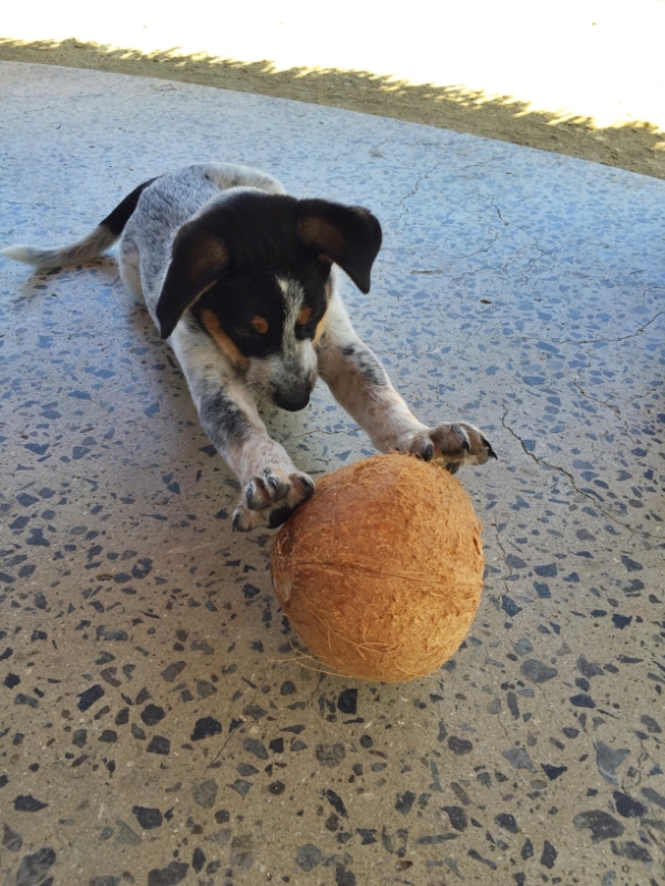 In Fiji we play with coconuts