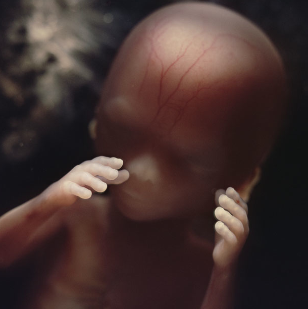 / image by lennart nilsson