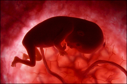 / image by lennart nilsson