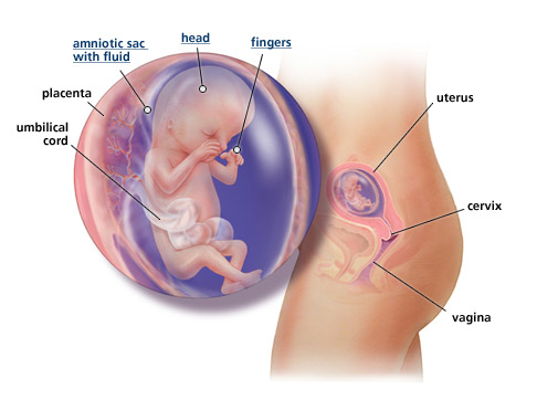/ image by baby centre