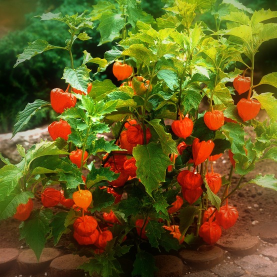 It's very innocent looking as an ornamental shrub.