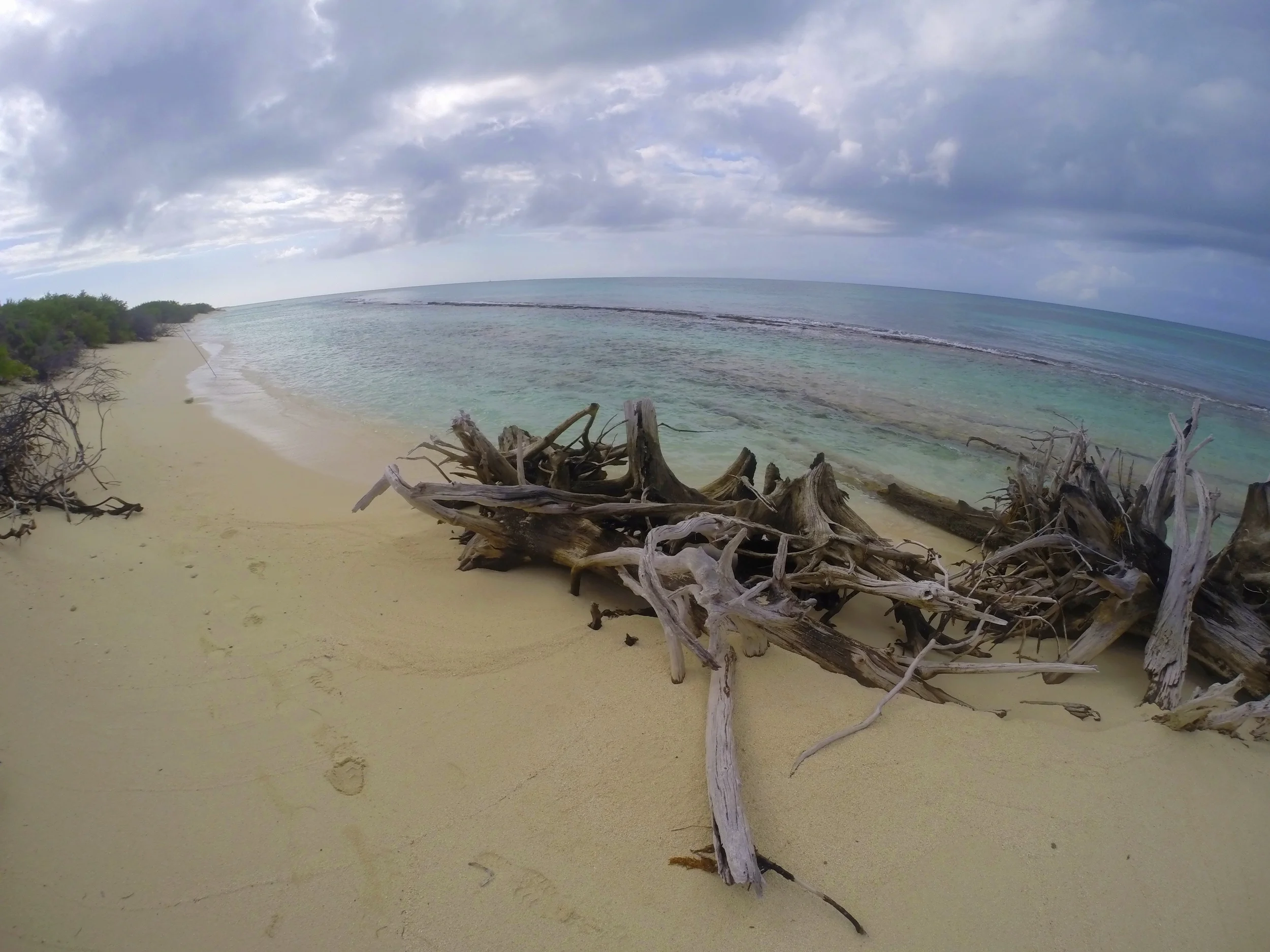 DriftWood.JPG