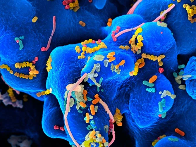 mouth microbes
