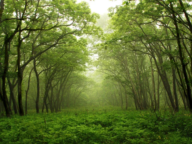 virgin forest - a home to many living things.