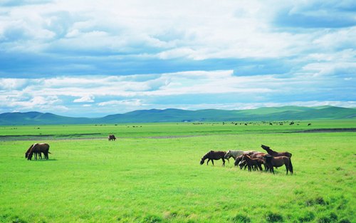 grass lands