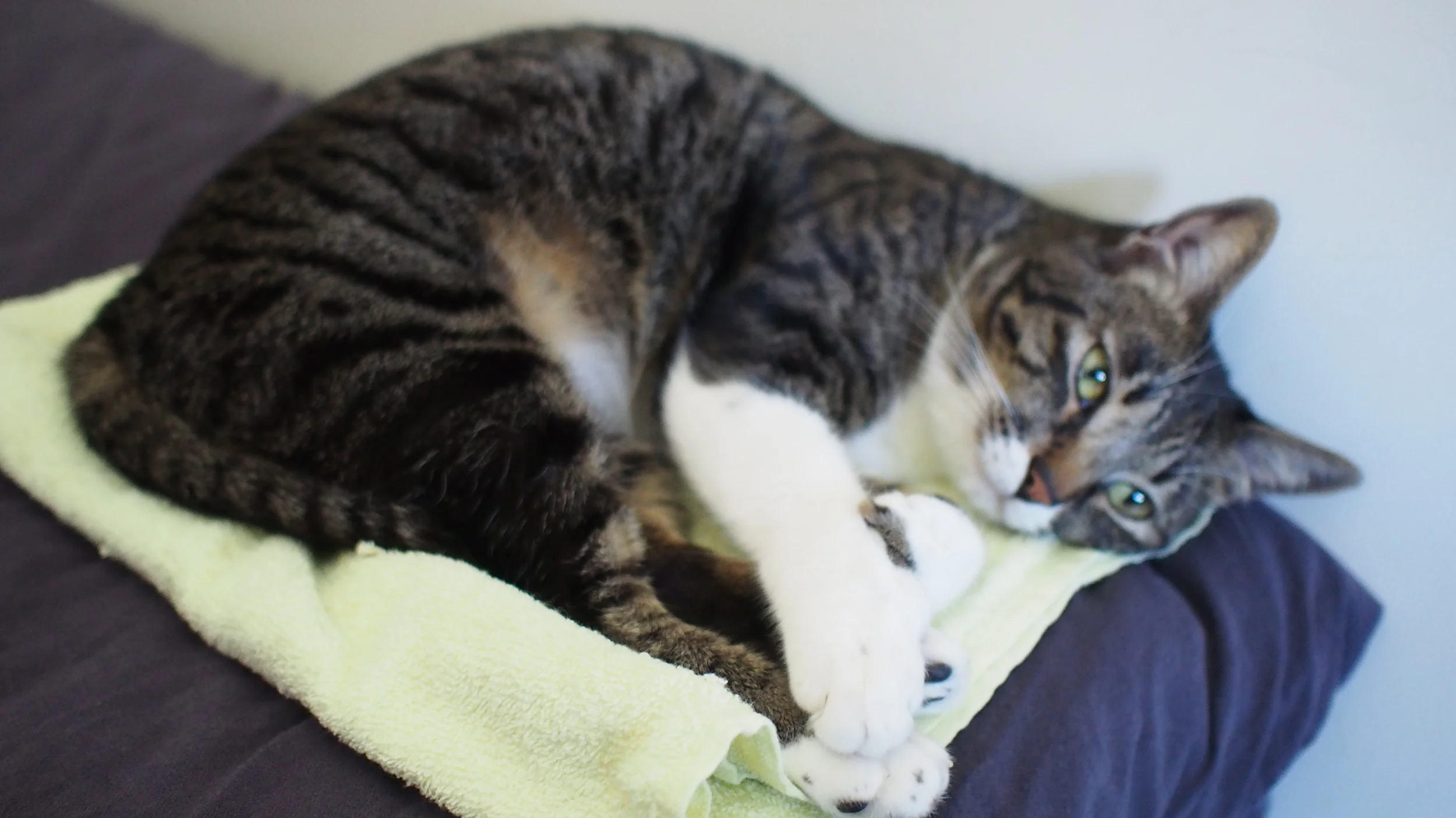 Cecil Gatsby WahWha power lounging in the man cave. 