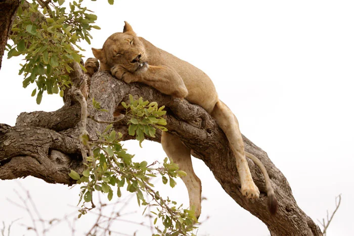 Simba katika mti. 