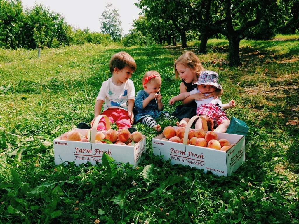 of Course, their parents pick the peaches.
