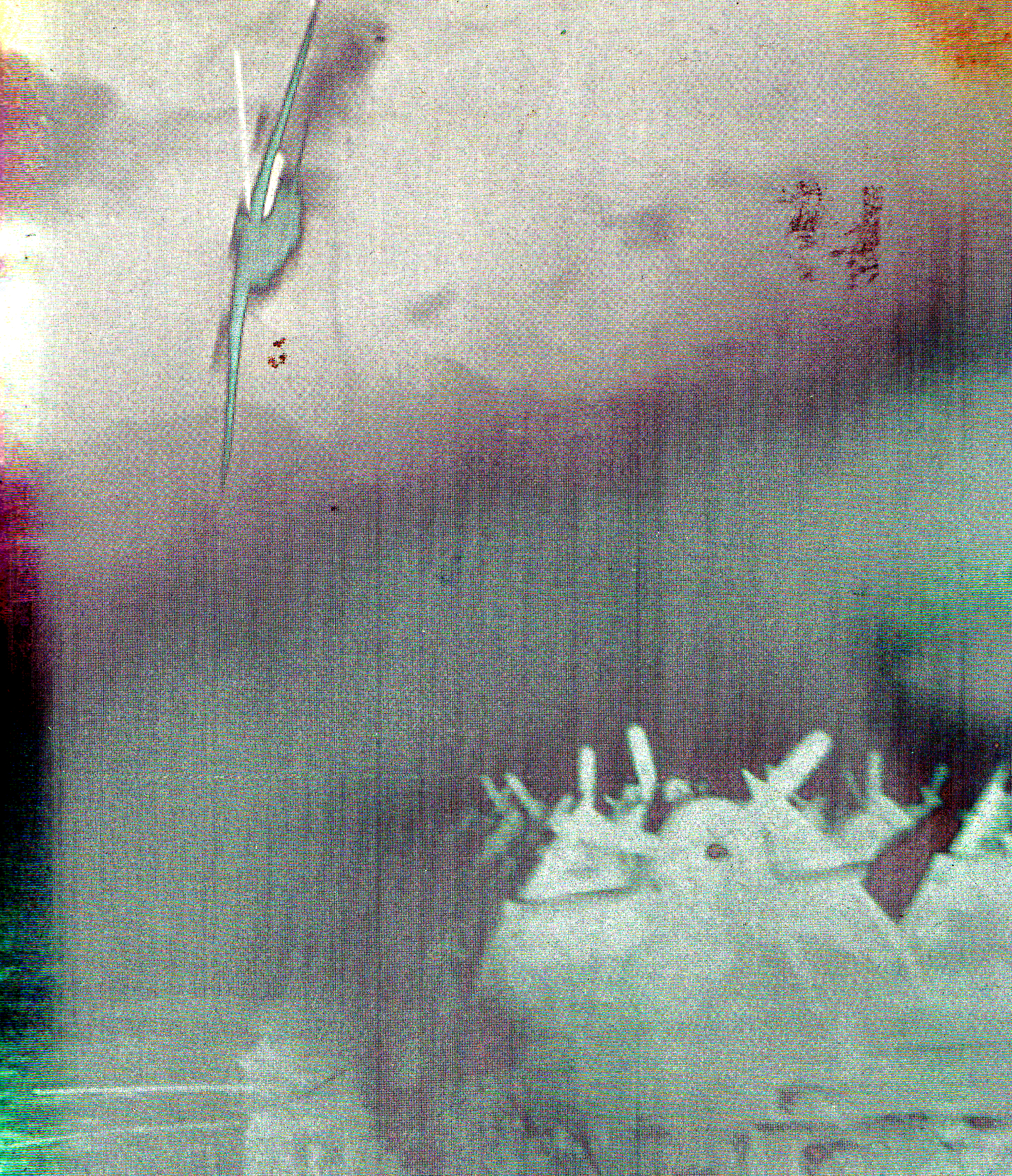 . The Kamikaze . 2015.