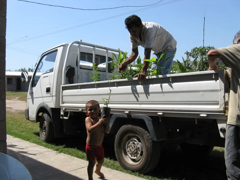 Delivery of the trees