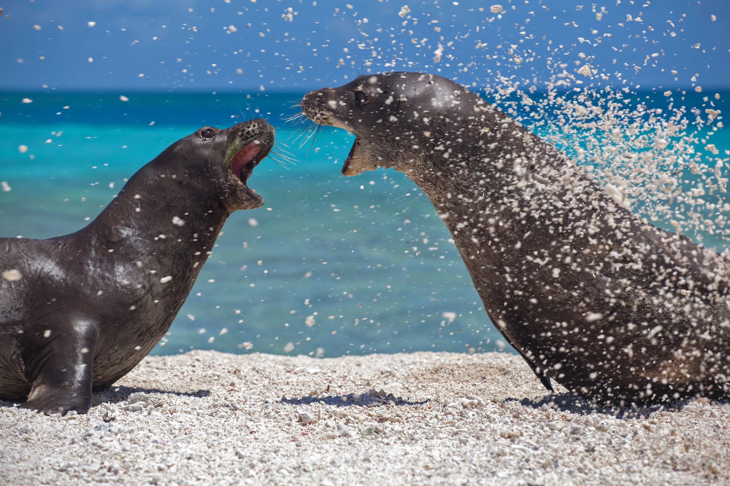 Two male Hawaiian monk seals fight for beach dominance and the attention of a female seal (that had already fled the scene). ( Pearl and Hermes Atoll )