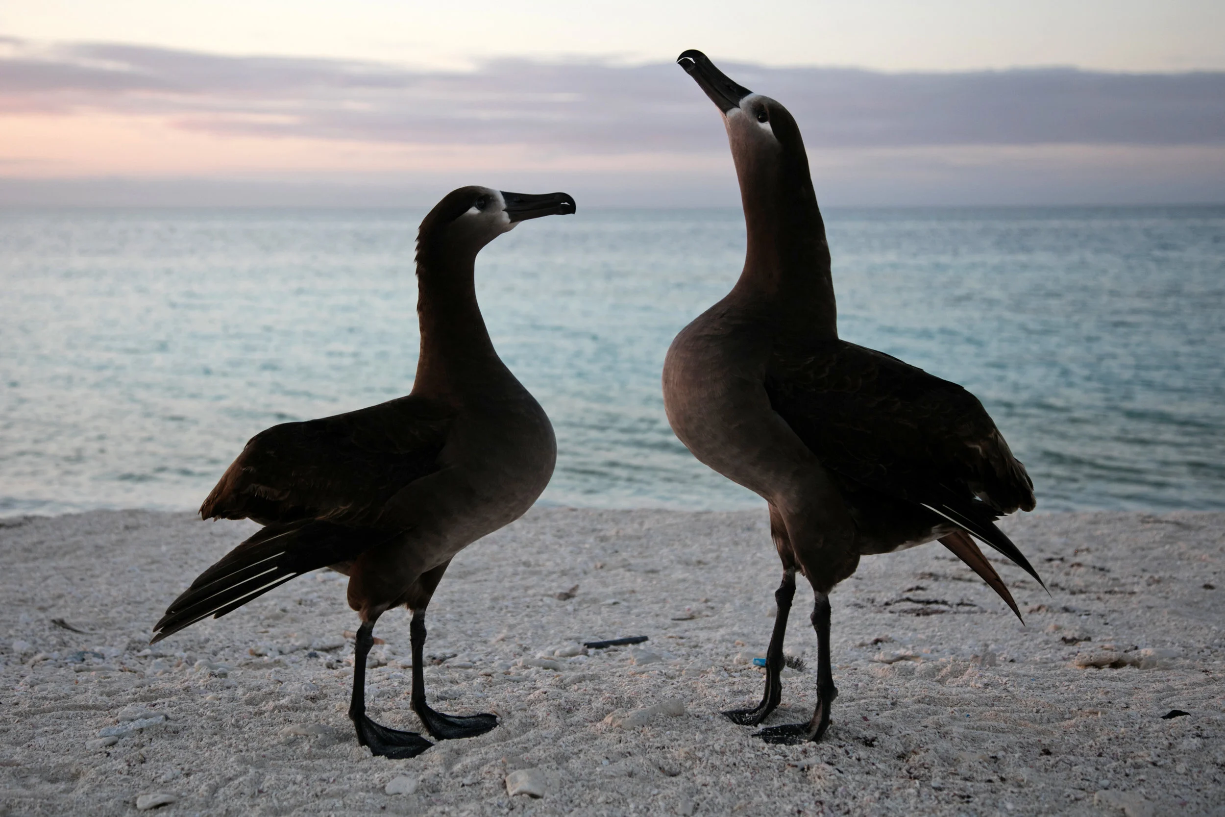 Black-footed albatross mates dance in a orchestrated routine after reuniting on the beach. ( Pearl and Hermes Atoll )