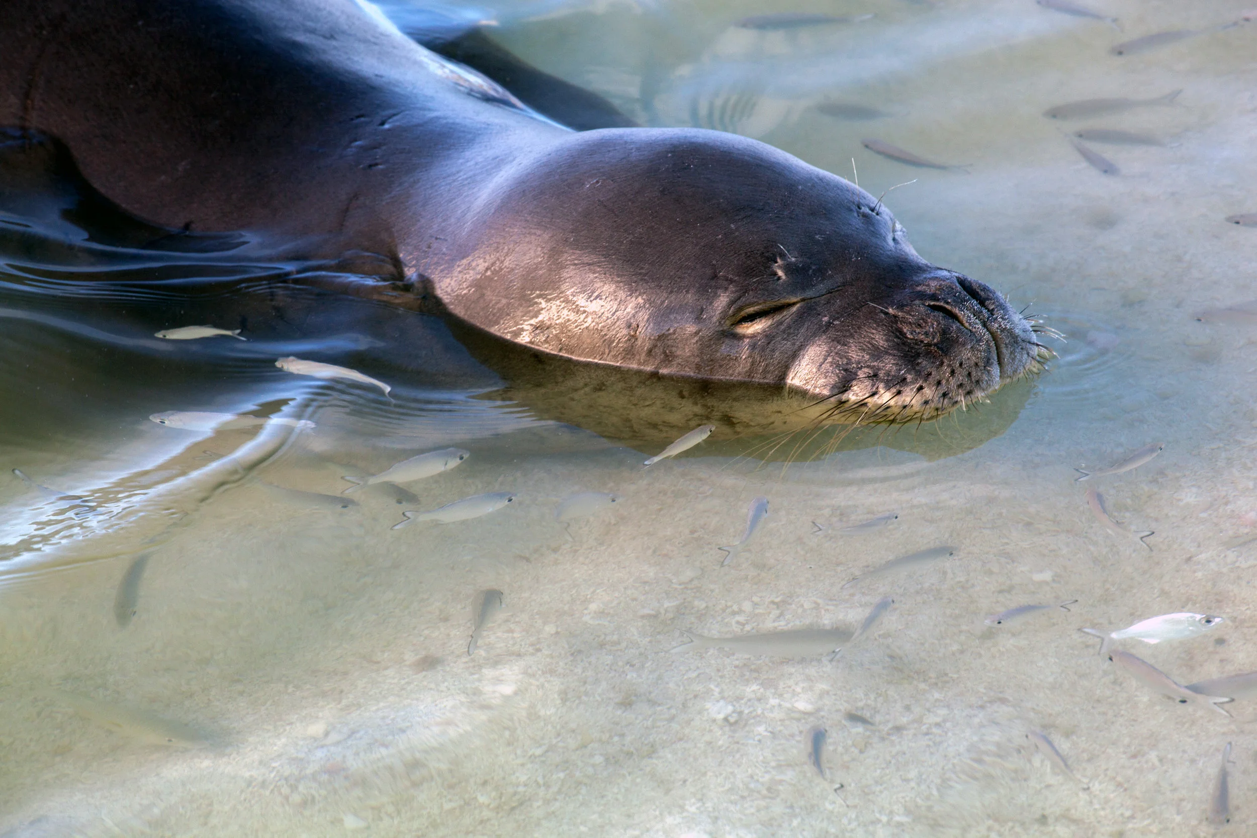 A Hawaiian monk seal peacefully asleep in the lagoon on Southeast Island. ( Pearl and Hermes Atoll )