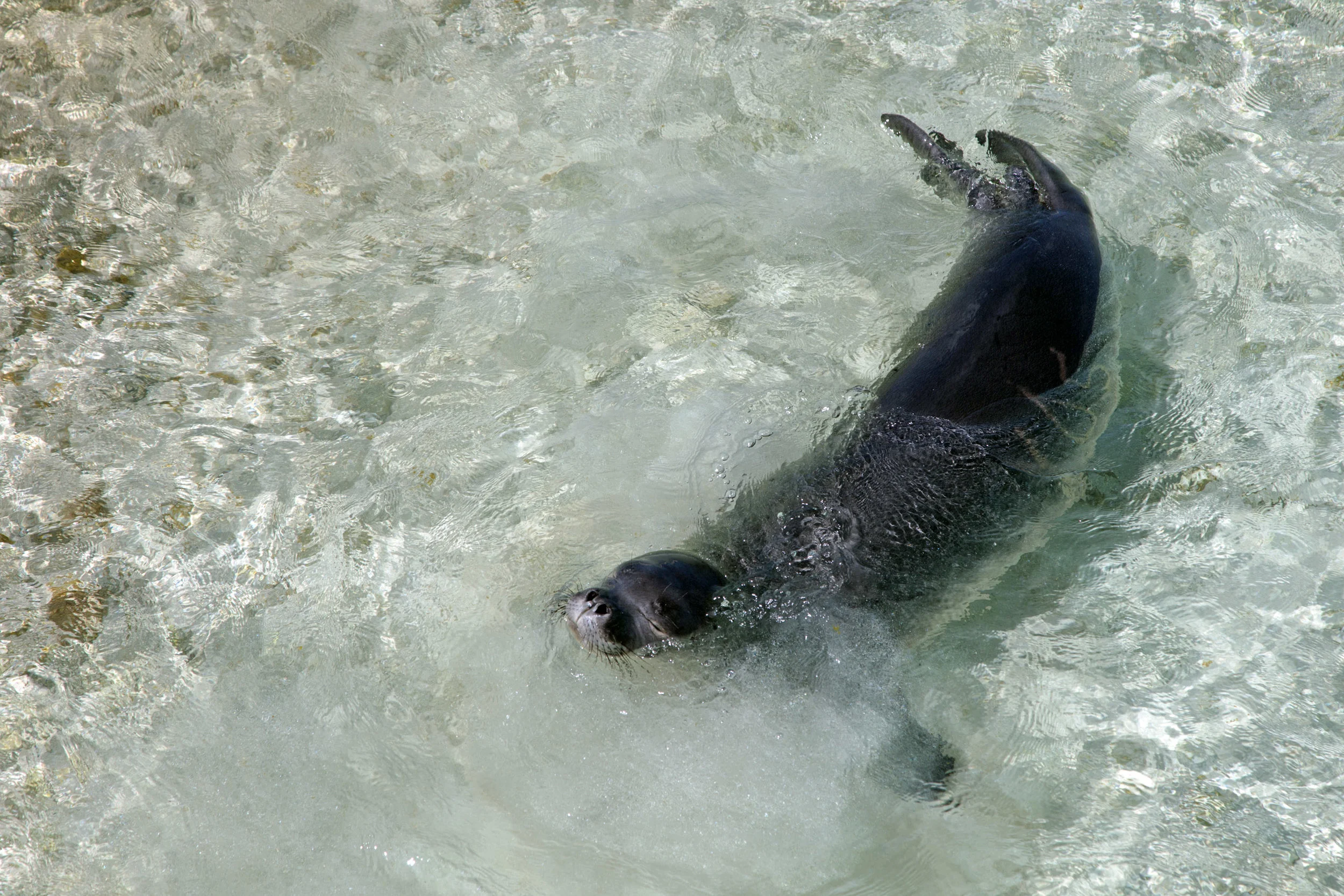 A young Hawaiian monk seal learning how to be a seal in the shallows of Eastern Island. ( Midway Atoll )