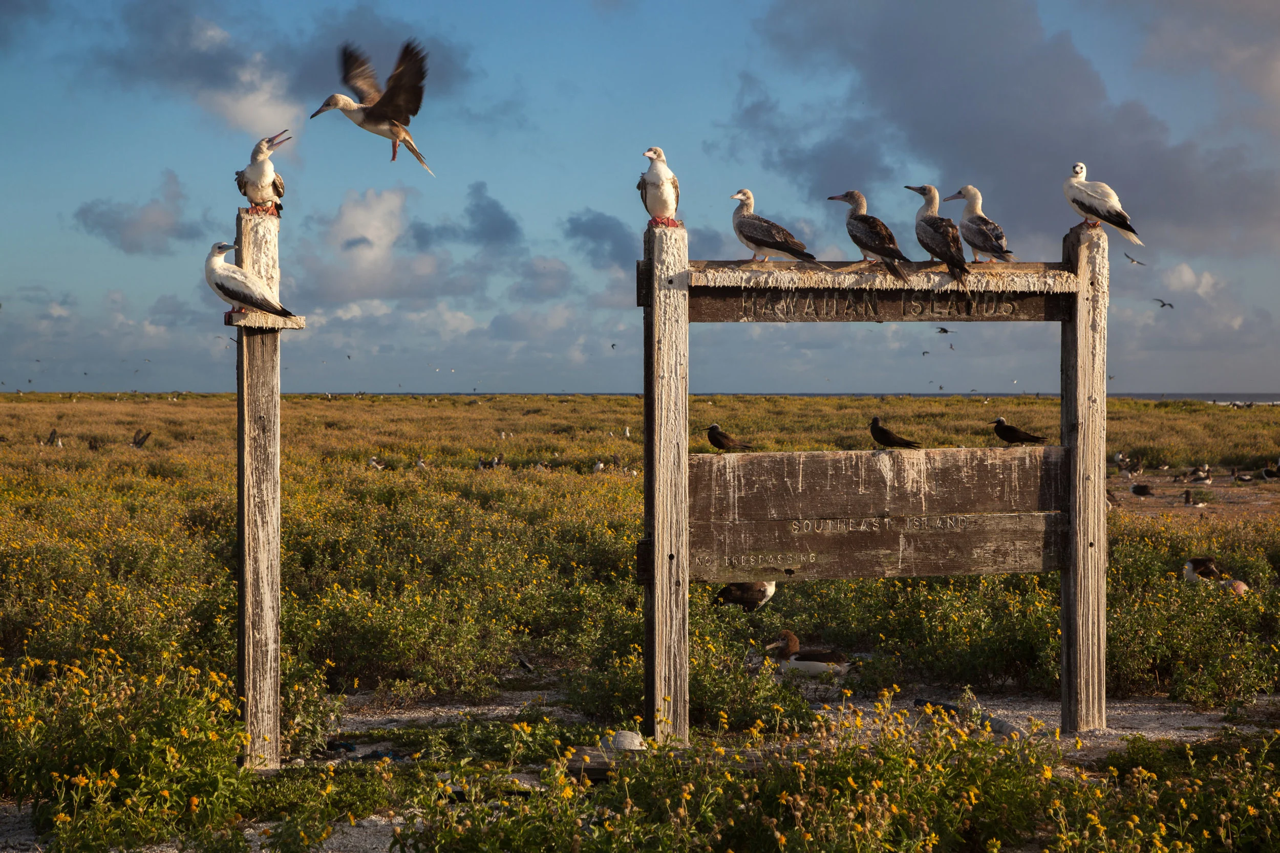 Juvenile boobies use the broken National Wildlife Refuge sign as a perch on Southeast Island. ( Pearl and Hermes Atoll )