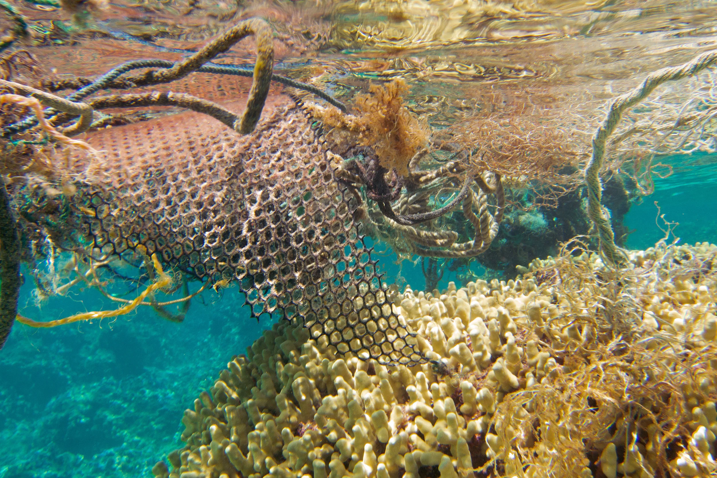 Ghost nets damage coral by drifting and catching on reefs. They also become dangerous entanglement hazards to local wildlife. ( Pearl and Hermes Atoll )