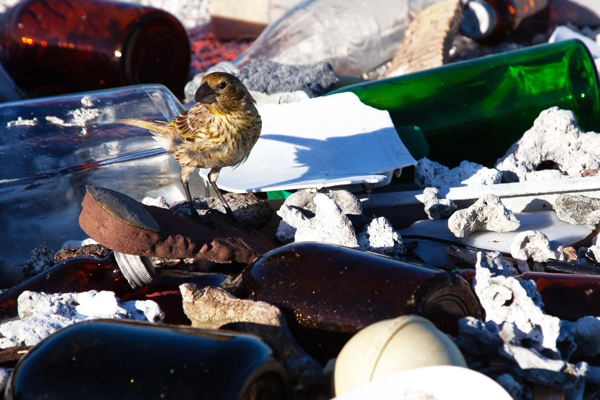 An endangered Laysan Finch among scattered marine debris. (Pearl and Hermes Atoll)