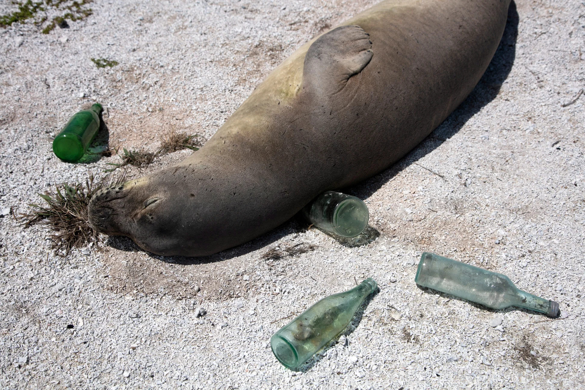 A yearling Hawaiian monk seal sleeps with marine debris bottles. (Pearl and Hermes)