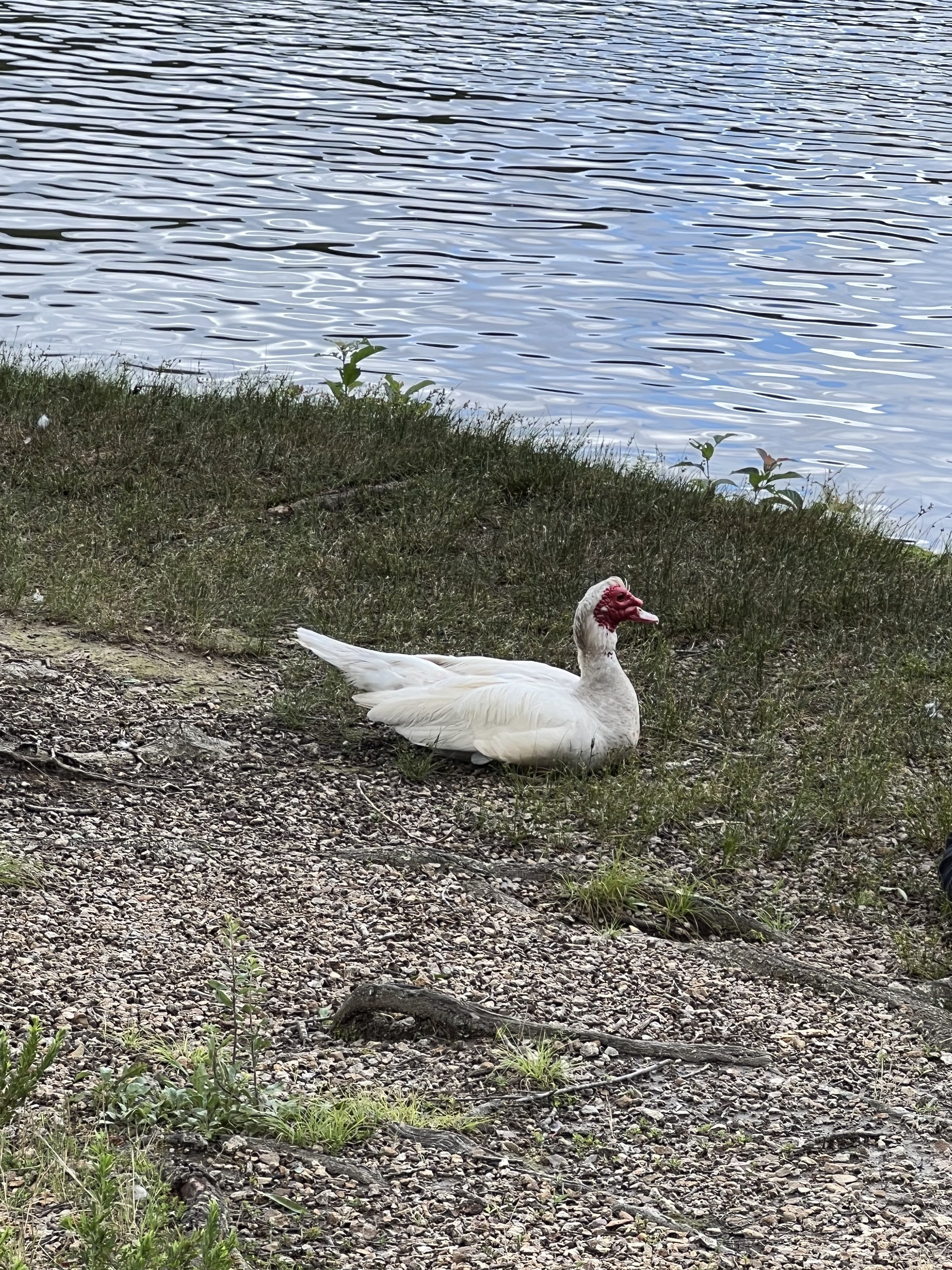IMG_4944.jpeg