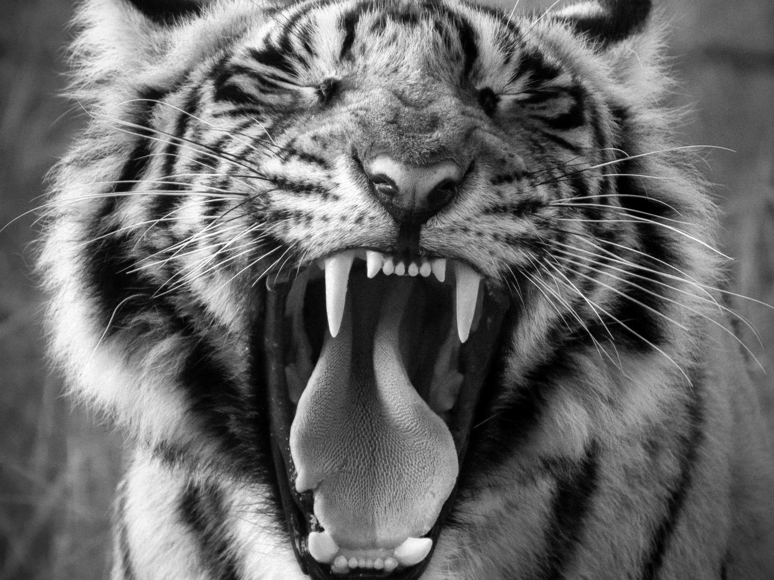 Tiger Global Case Denies Treaty Benefits Claimed by Mauritius Companies