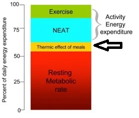 The thermic effect of meals is trivial to total energy expenditure (10).