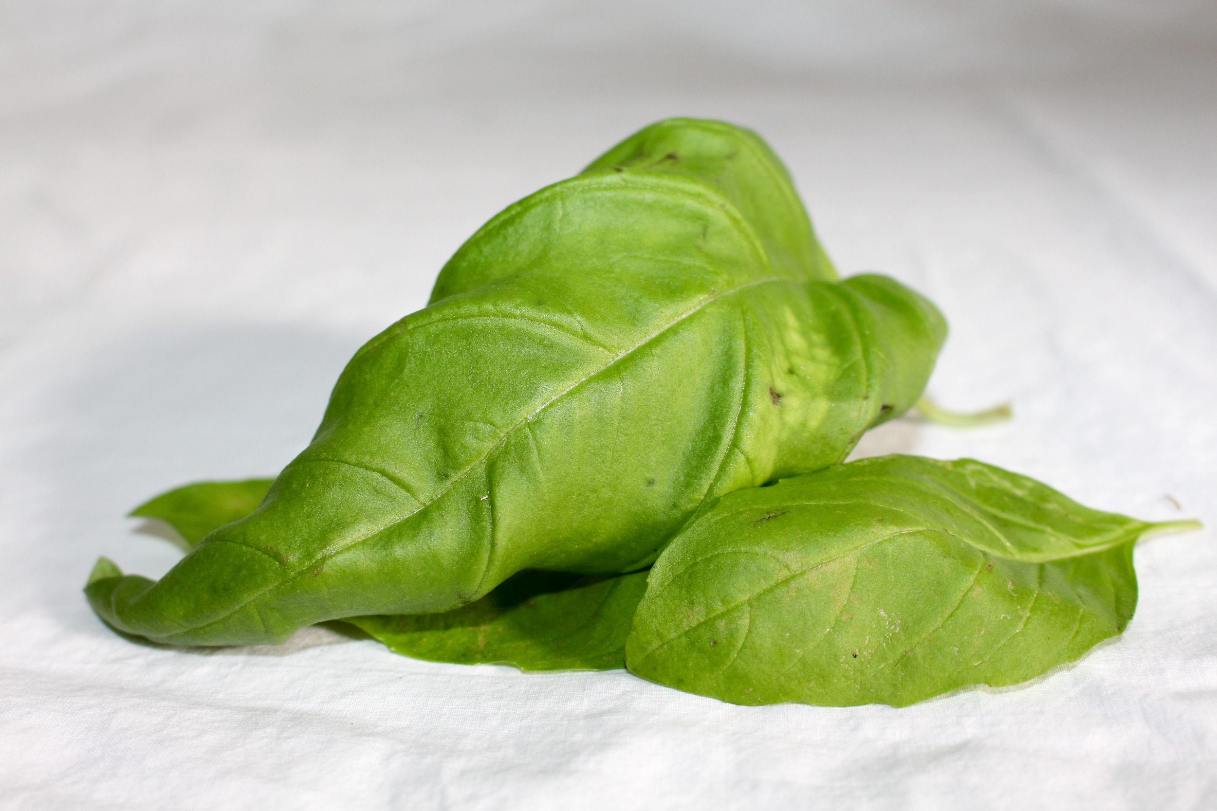 Genovese Basil.jpg