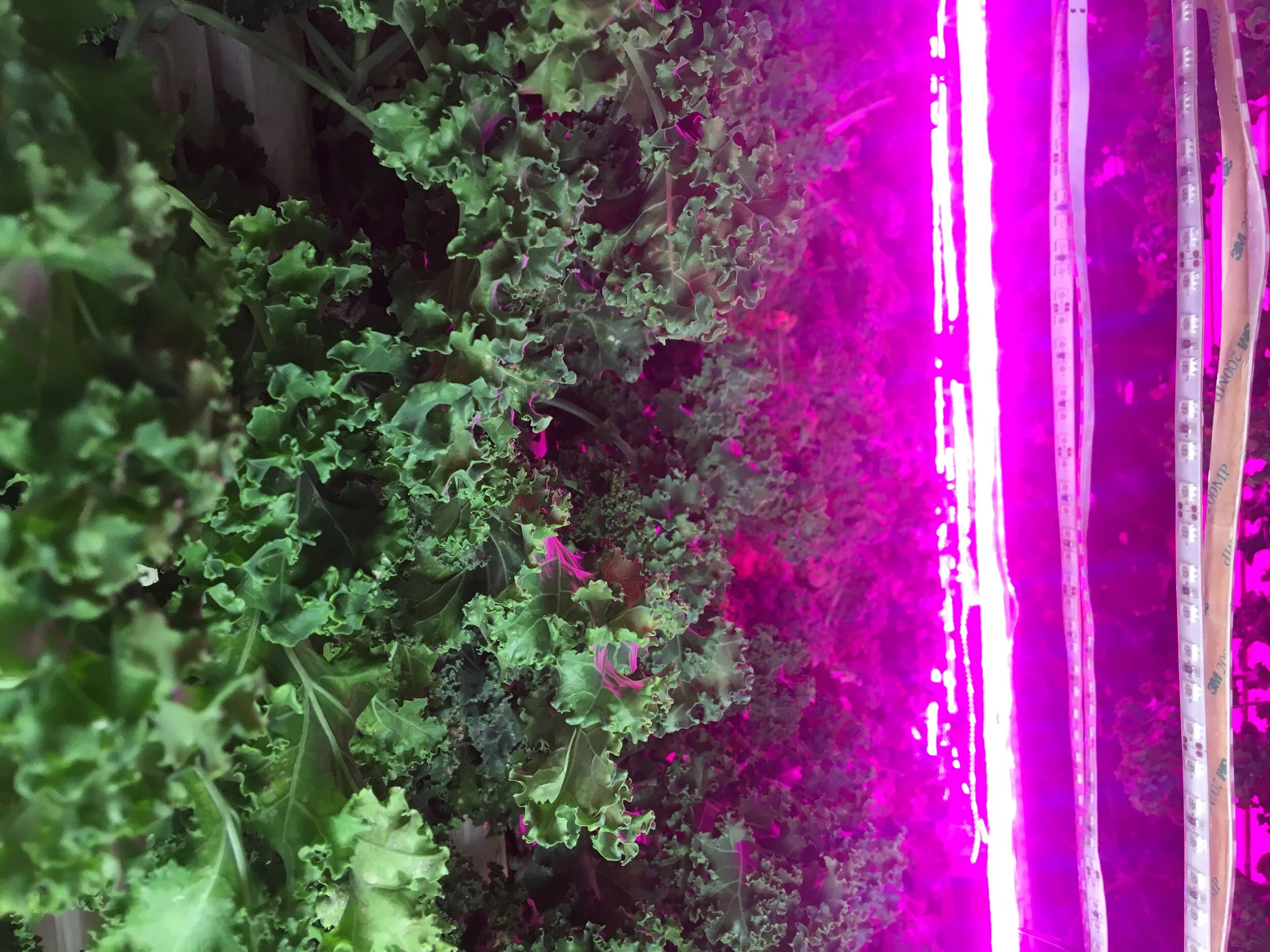 LocalSprout Kale.JPG