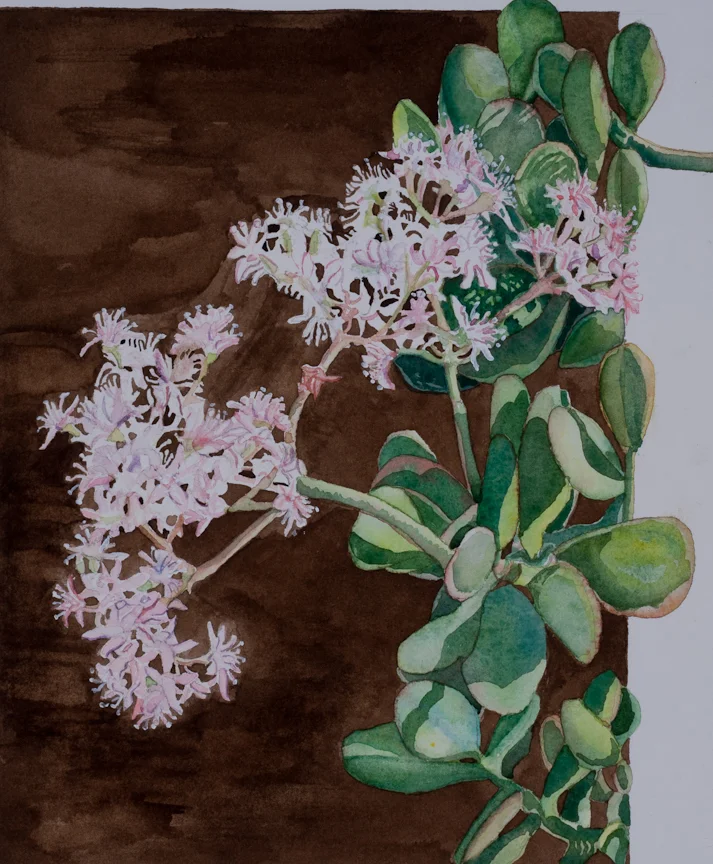 Jade Tree in Bloom