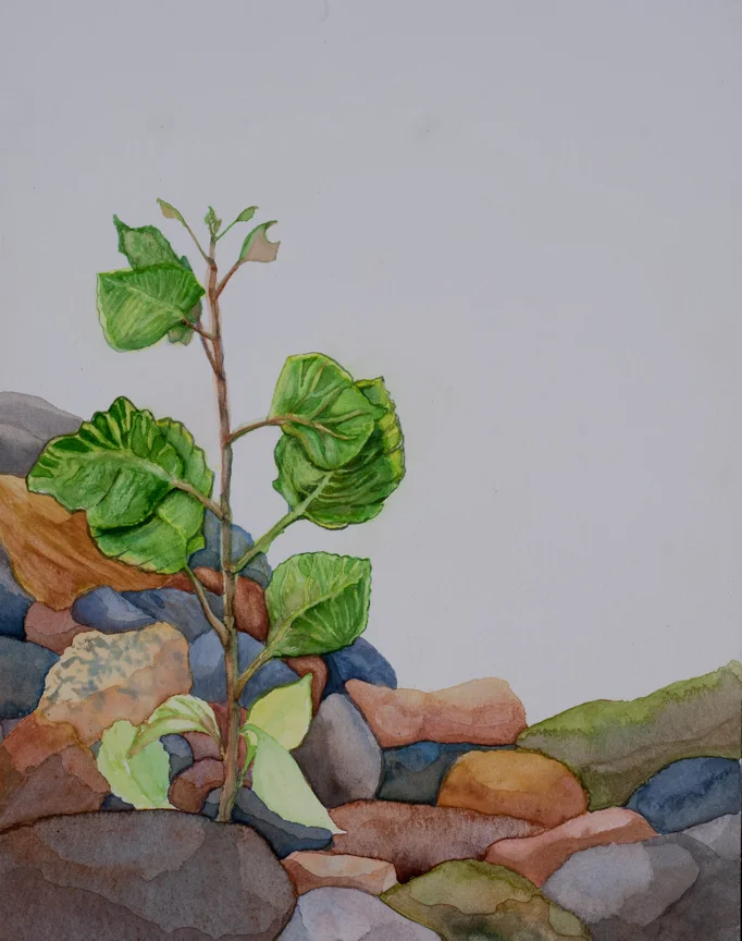 Cottonwood Seedling