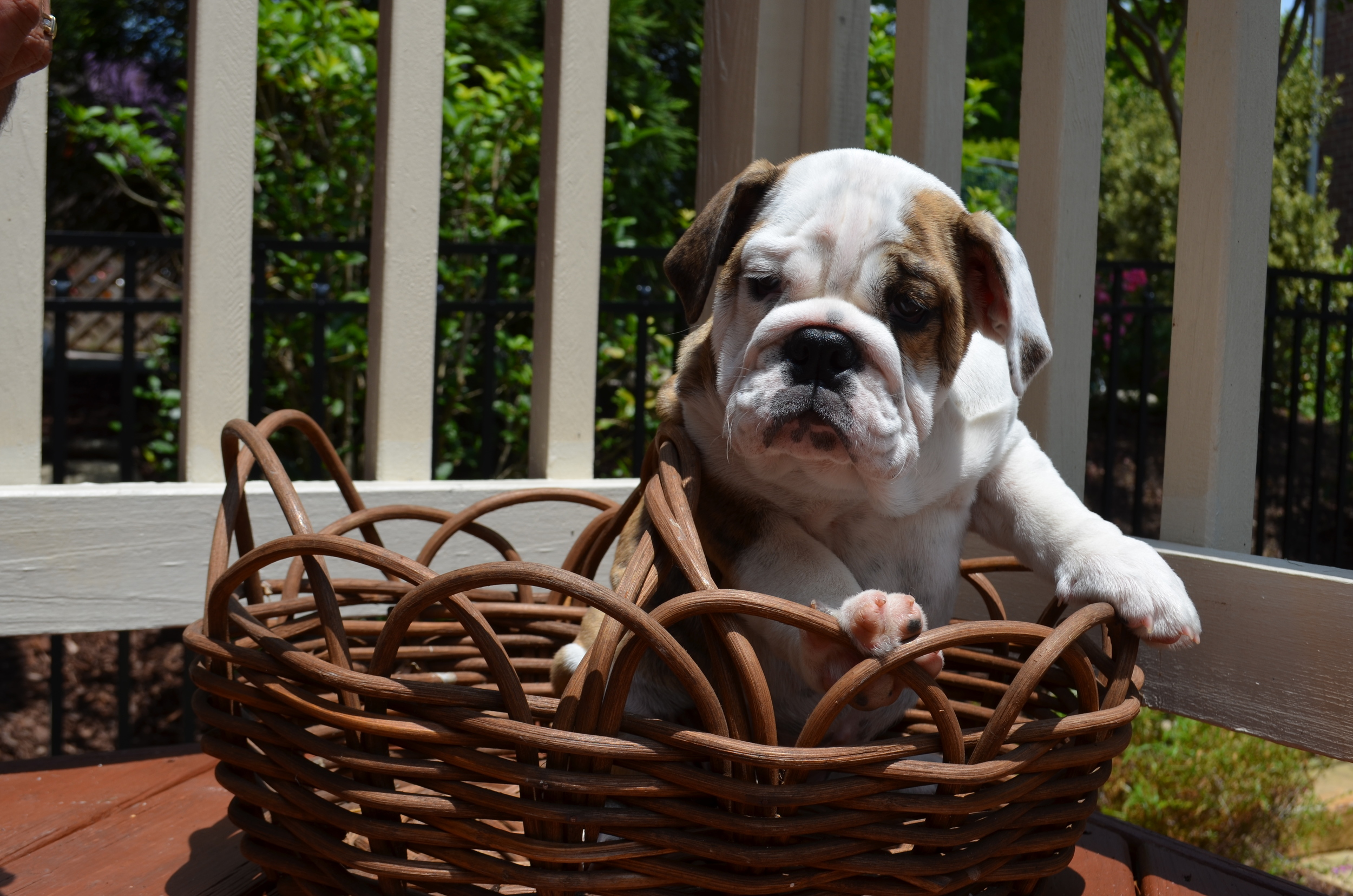 This is our newest addition, 8-week old Zoey, who will keep Roxy company!!!