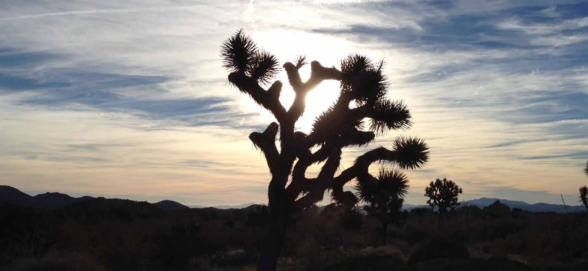 I was kidding about being on that stone. Here is the actual Joshua Tree, well, not THE, but a Joshua Tree. From what I'm told there is actually one that is considered THE Joshua Tree. 