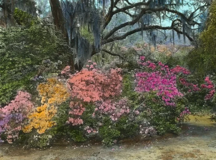 Frances Benjamin Johnston, photographer, "Magnolia Plantation, Azaleas." Library of Congress.