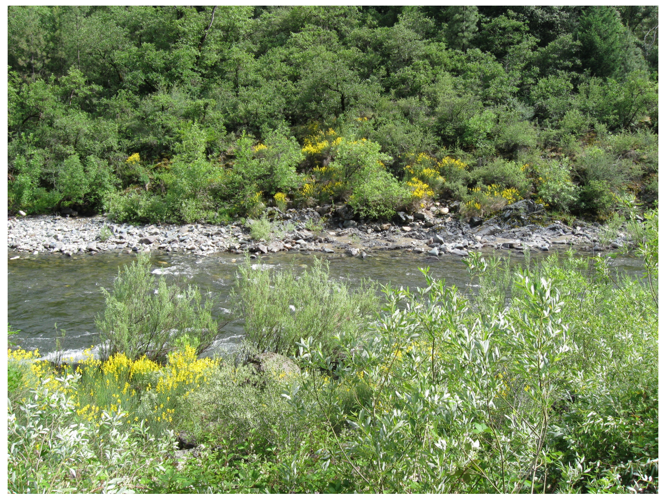 Scotch Broom (yellow flowers) above Sims 6/5/12