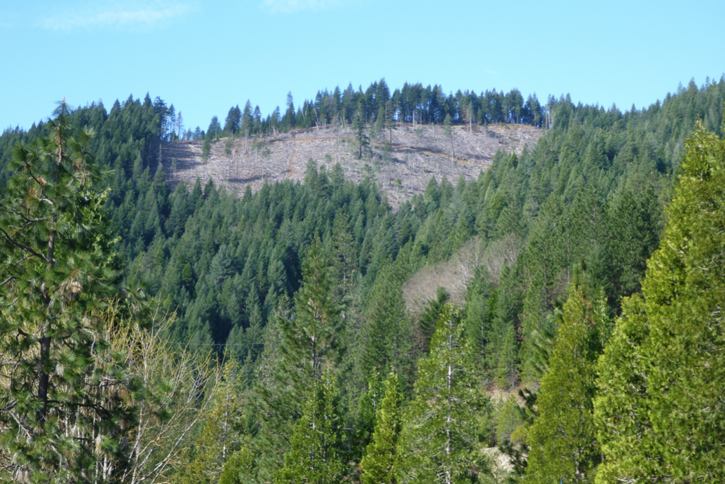 Recent clearcut amid mature second growth