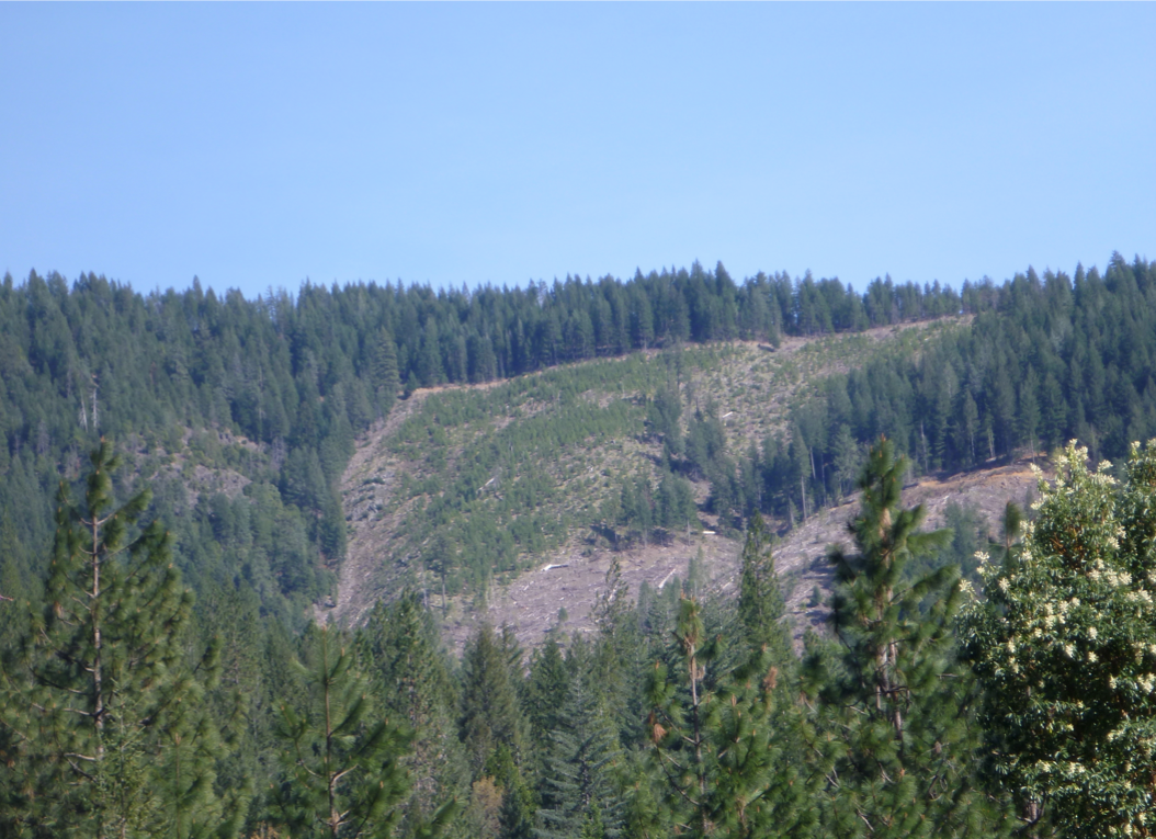 Re-planted clearcut amid mature second growth.