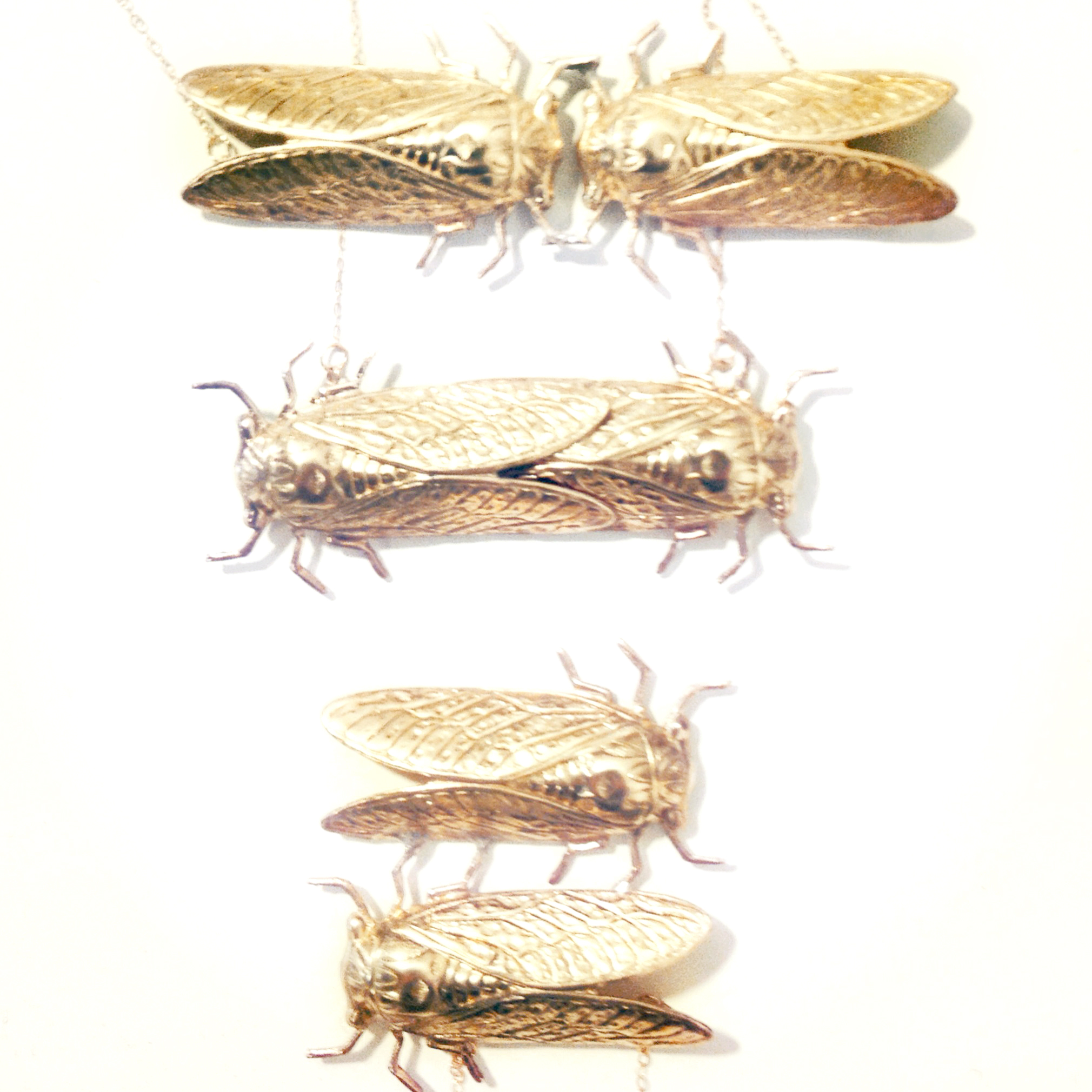 Tyramin Cicada Collection